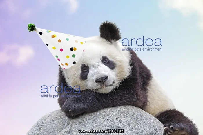: Giant Panda, wearing Birthday party hat : Giant Panda, wearing Birthday party hat