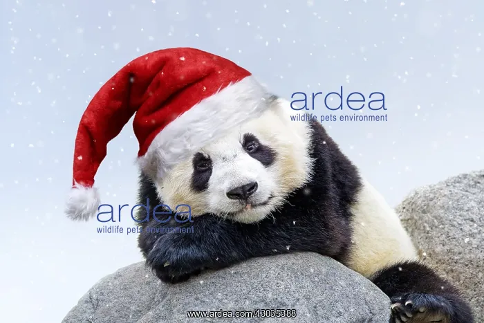 : Giant Panda, wearing Christmas hat in falling snow : Giant Panda, wearing Christmas hat in falling snow