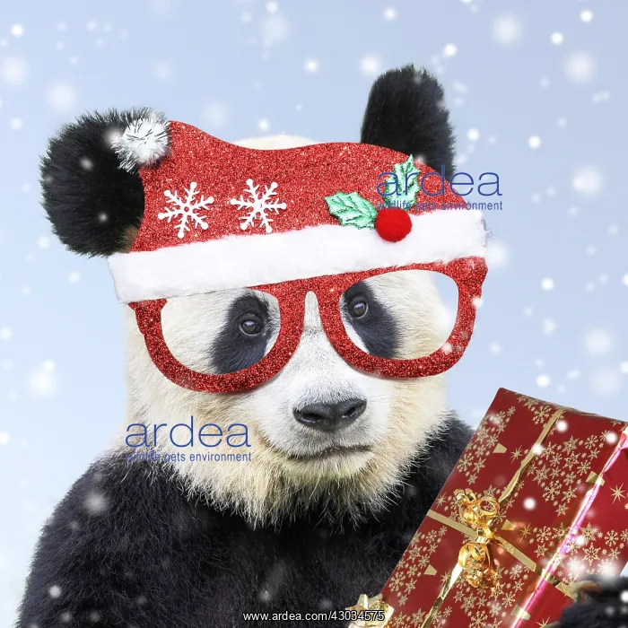 : Giant Panda, wearing Christmas hat holding present : Giant Panda, wearing Christmas hat holding present