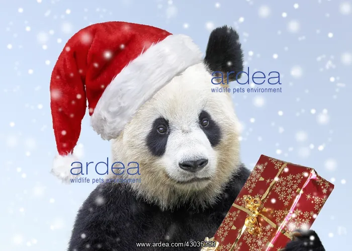 : Giant Panda, wearing Christmas hat holding present : Giant Panda, wearing Christmas hat holding present