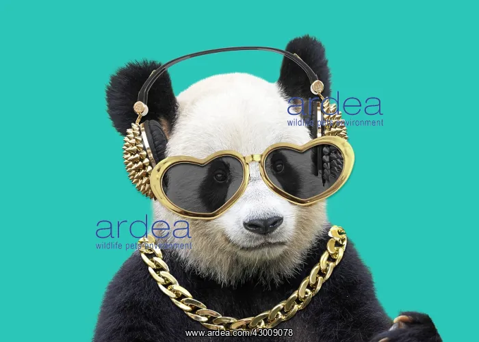 : Giant Panda, wearing gold headphones heart-shaped : Giant Panda, wearing gold headphones heart-shaped