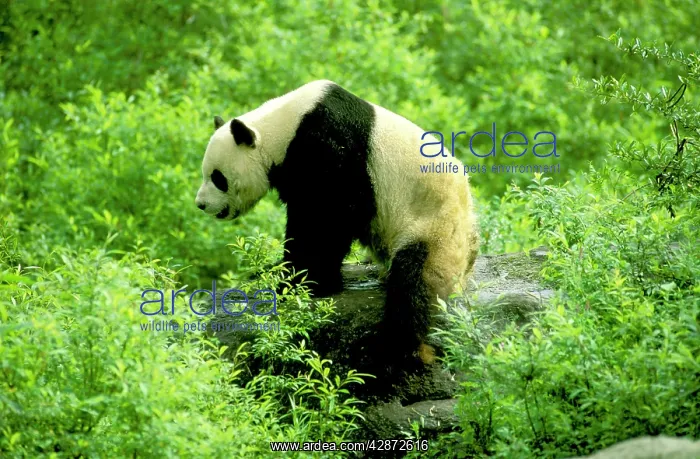 : Giant Panda - Wolong Reserve : Giant Panda - Wolong Reserve