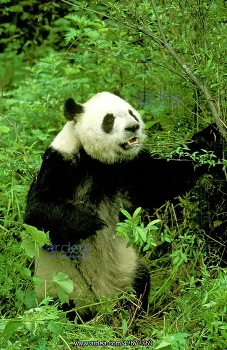 : Giant Panda - Wolong Reserve : Giant Panda - Wolong Reserve