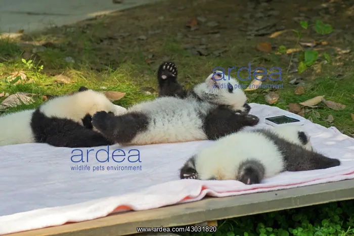: Giant Panda young lying on blanket controlled conditions : Giant Panda young lying on blanket controlled conditions