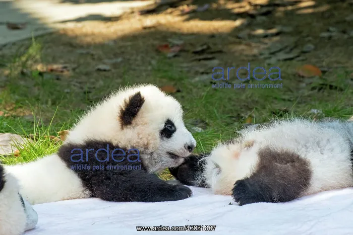 : Giant Panda young lying on blanket controlled conditions : Giant Panda young lying on blanket controlled conditions
