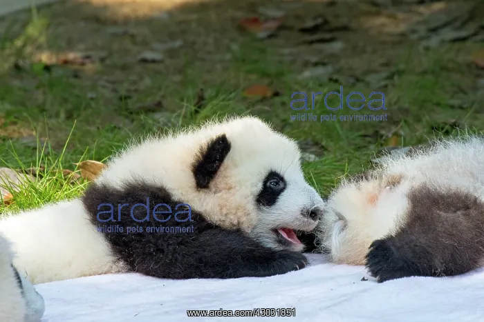 : Giant Panda young lying on blanket controlled conditions : Giant Panda young lying on blanket controlled conditions