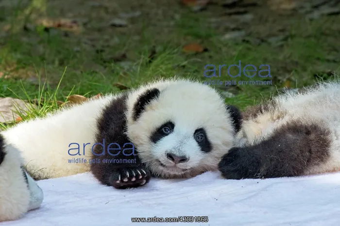 : Giant Panda young lying on blanket controlled conditions : Giant Panda young lying on blanket controlled conditions