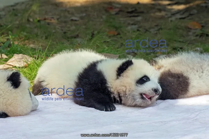 : Giant Panda young lying on blanket controlled conditions : Giant Panda young lying on blanket controlled conditions