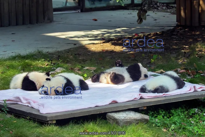 : Giant Panda young lying on blanket controlled conditions : Giant Panda young lying on blanket controlled conditions