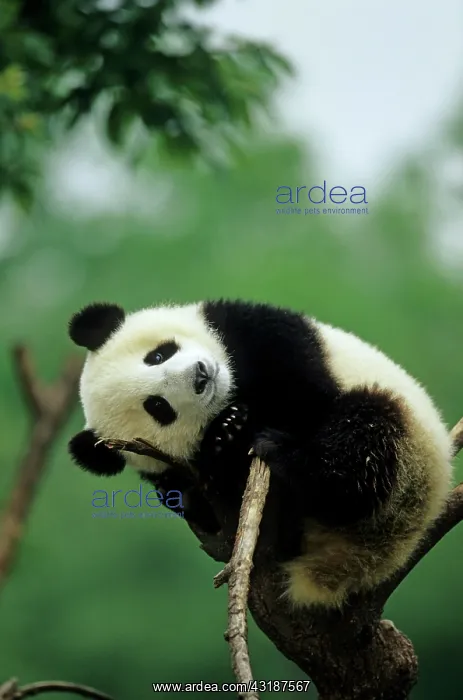 : Giant Panda young in tree Chengdu Sichun, China : Giant Panda young in tree Chengdu Sichun, China