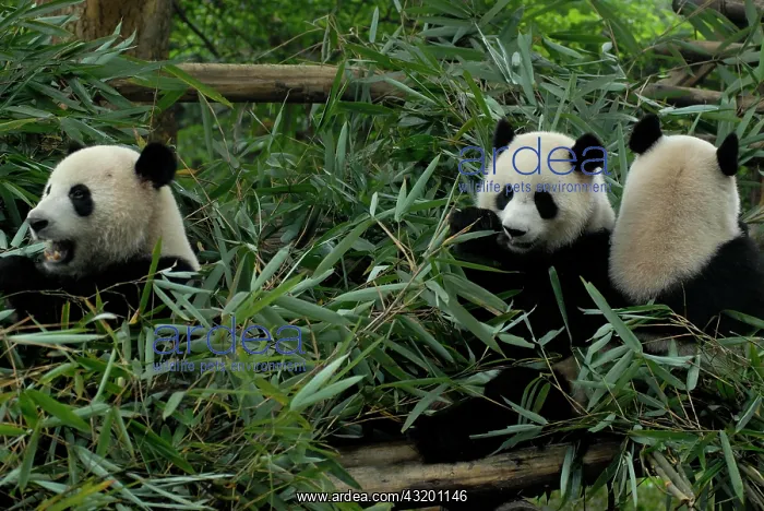 : Three giant pandas (Ailuropoda melanoleuca) in a : Three giant pandas (Ailuropoda melanoleuca) in a
