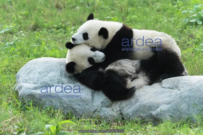  : Two Giant Pandas (Ailuropoda melanoleuca), two years