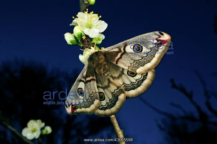 : Giant Peacock Moth Great Peacock Moth female : Giant Peacock Moth Great Peacock Moth female
