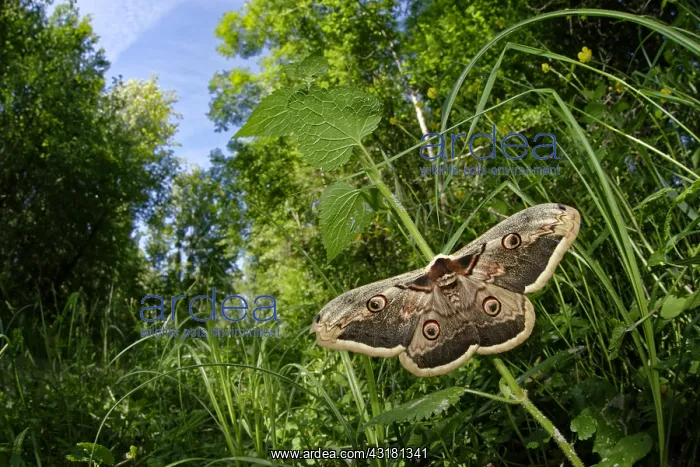 : Giant peacock moth (Saturnia pyri) on vegetation : Giant peacock moth (Saturnia pyri) on vegetation