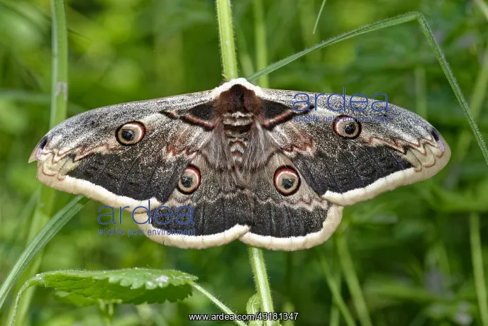 : Giant peacock moth (Saturnia pyri) on vegetation : Giant peacock moth (Saturnia pyri) on vegetation
