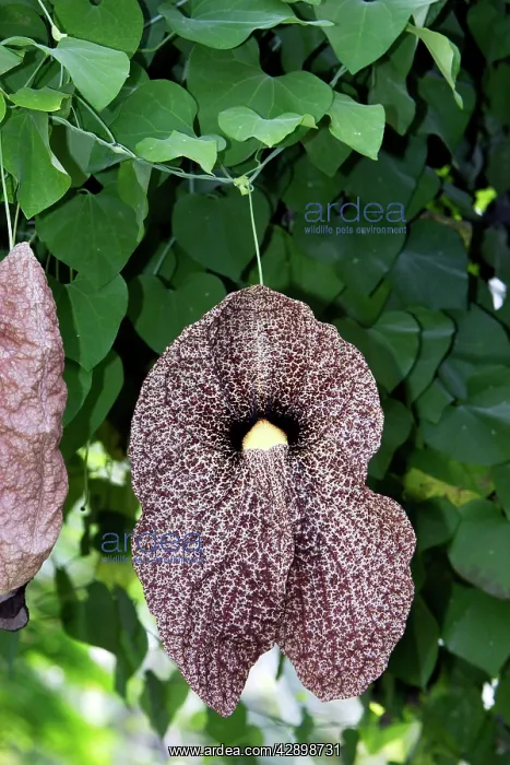 : Giant Pelican Flower / giant Dutchman's pipe : Giant Pelican Flower / giant Dutchman's pipe
