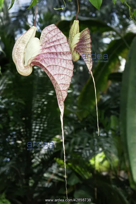: Giant Pelican Flower / giant Dutchman's pipe : Giant Pelican Flower / giant Dutchman's pipe