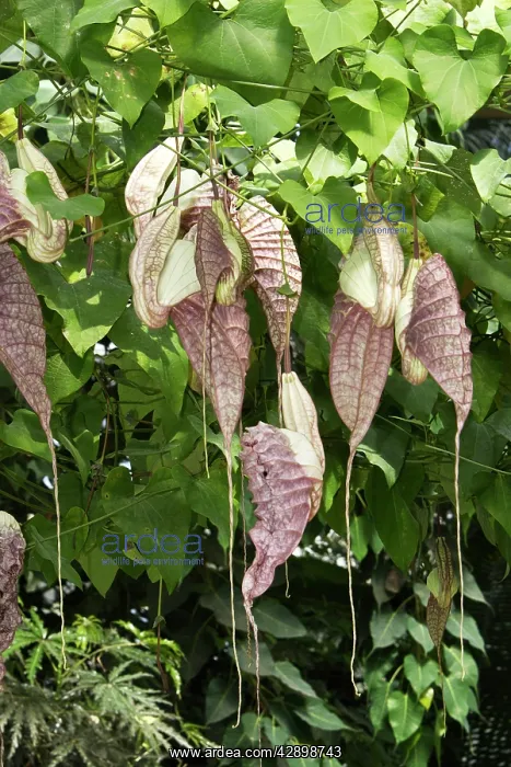 : Giant Pelican Flower / giant Dutchman's pipe : Giant Pelican Flower / giant Dutchman's pipe