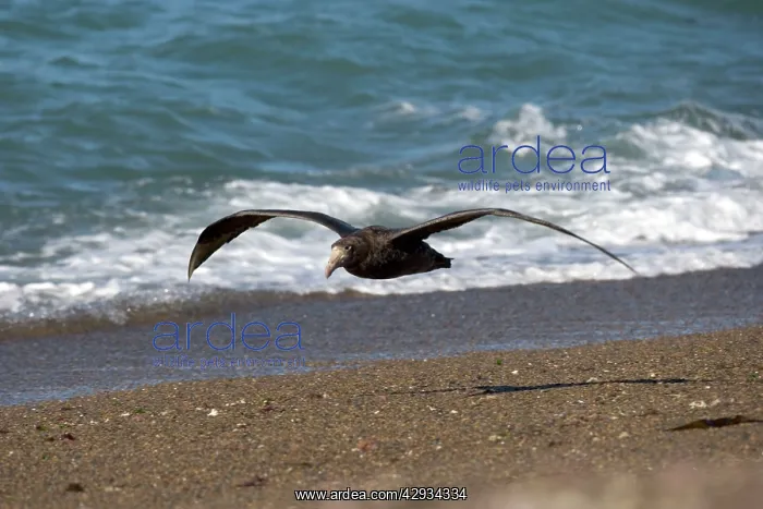  : Giant Petrel - in flight