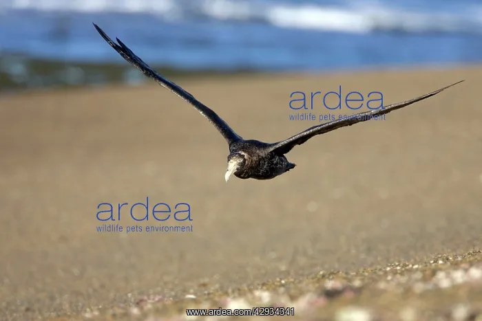 : Giant Petrel - in flight : Giant Petrel - in flight