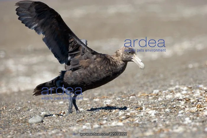 : Giant Petrel - Landing on a beach at Peninsula Valdes : Giant Petrel - Landing on a beach at Peninsula Valdes