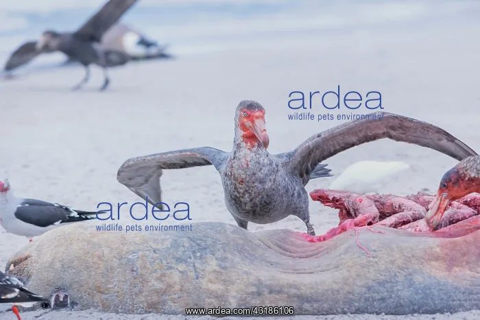 : Giant Petrel (Macronectes giganteus) feeding on : Giant Petrel (Macronectes giganteus) feeding on