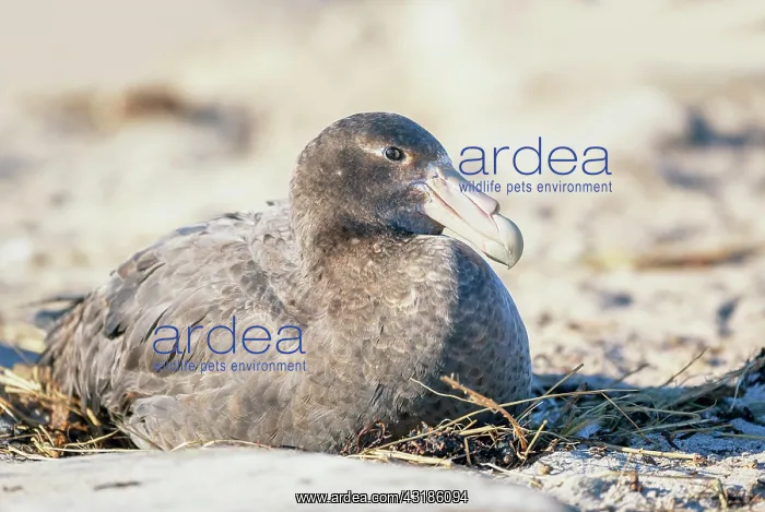 : Giant Petrel (Macronectes giganteus) resting, Falkland : Giant Petrel (Macronectes giganteus) resting, Falkland