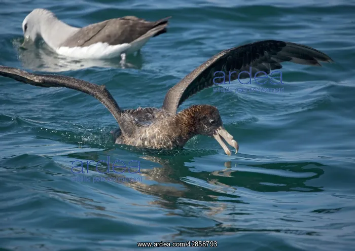 : Giant Petrel / Nelly - Northern form : Giant Petrel / Nelly - Northern form