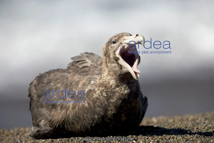 : Giant Petrel - Resting, (yawning) on a beach at : Giant Petrel - Resting, (yawning) on a beach at