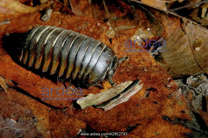: Giant Pill Millipede : Giant Pill Millipede