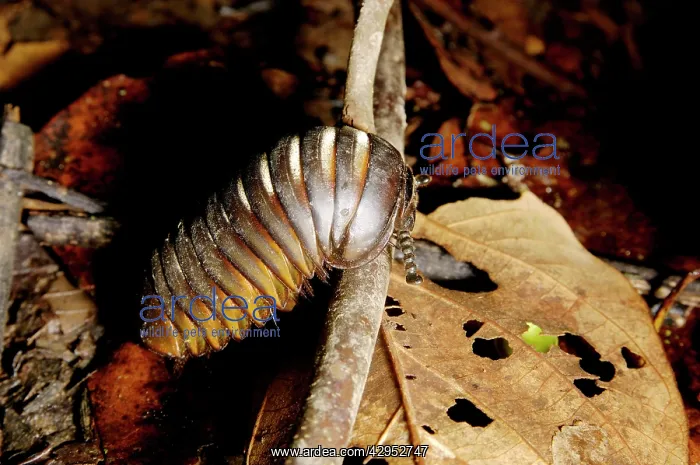 : Giant Pill Millipede negotiates a fallen twig : Giant Pill Millipede negotiates a fallen twig