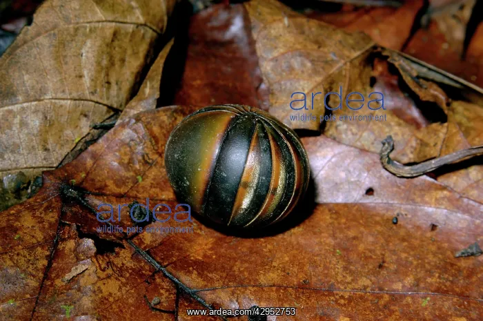 : Giant Pill Millipede rolls into a ball in danger : Giant Pill Millipede rolls into a ball in danger