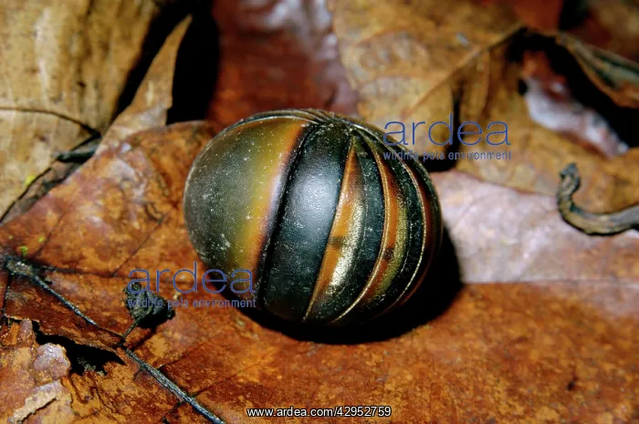 : Giant Pill Millipede rolls into a ball in danger : Giant Pill Millipede rolls into a ball in danger