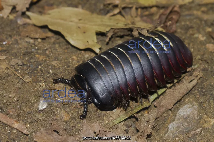 : Giant pill millipede (Sphaerotheriida) on the ground : Giant pill millipede (Sphaerotheriida) on the ground