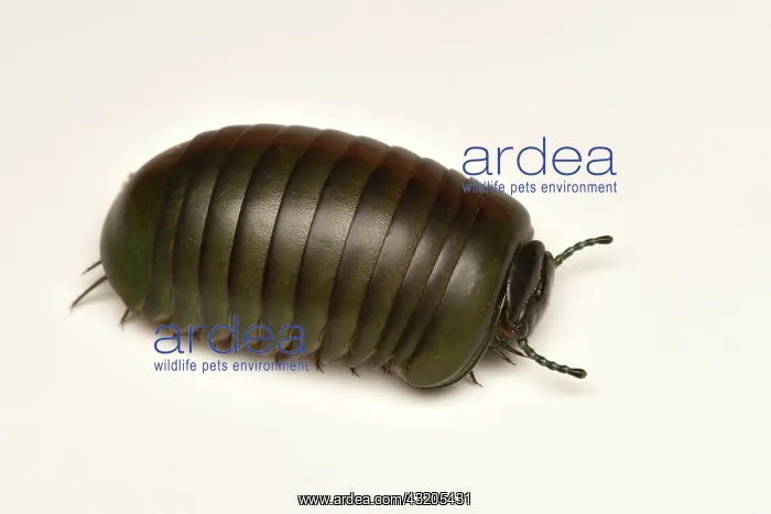 : Giant Pill-Millipede (Zoosphaerium neptunus) on : Giant Pill-Millipede (Zoosphaerium neptunus) on
