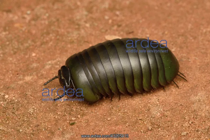 : Giant Pill-Millipede (Zoosphaerium neptunus) rolling : Giant Pill-Millipede (Zoosphaerium neptunus) rolling