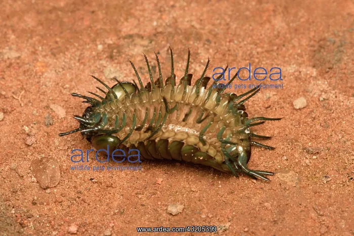 : Giant Pill-Millipede (Zoosphaerium neptunus) showing : Giant Pill-Millipede (Zoosphaerium neptunus) showing