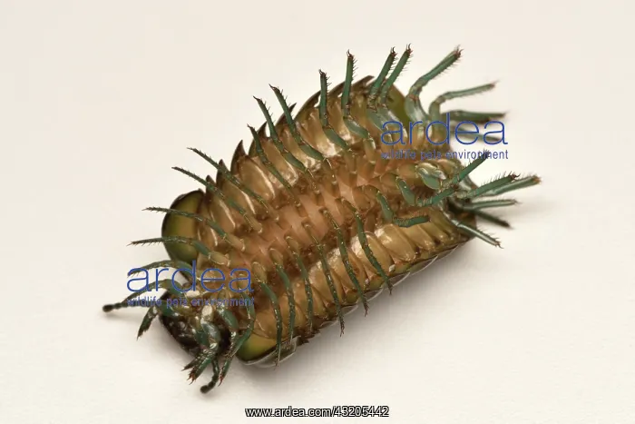 : Giant Pill-Millipede (Zoosphaerium neptunus) showing : Giant Pill-Millipede (Zoosphaerium neptunus) showing