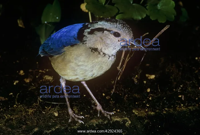 : Giant Pitta - male with nest material : Giant Pitta - male with nest material