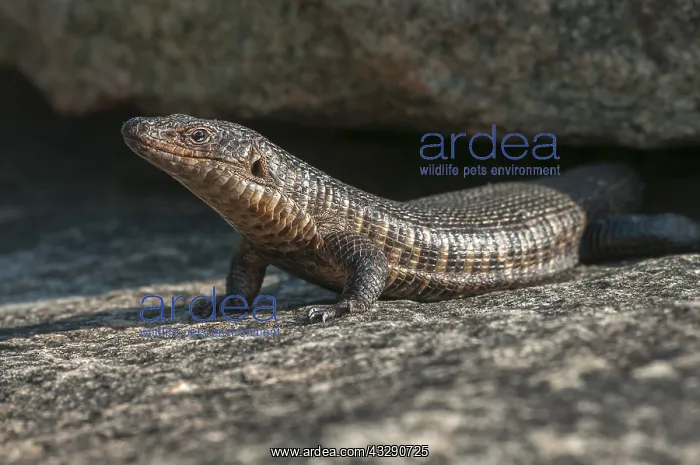 : Giant plated lizard (Gerrhosaurus validus) emer : Giant plated lizard (Gerrhosaurus validus) emer