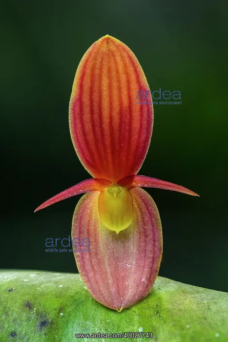 : Giant Pleurothallis, orchid, Antioquia, Colombia : Giant Pleurothallis, orchid, Antioquia, Colombia