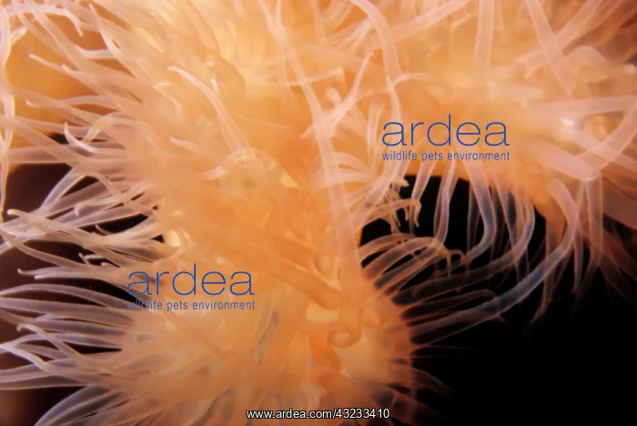 : Giant plumose anemone, Metridium farcimen : Giant plumose anemone, Metridium farcimen