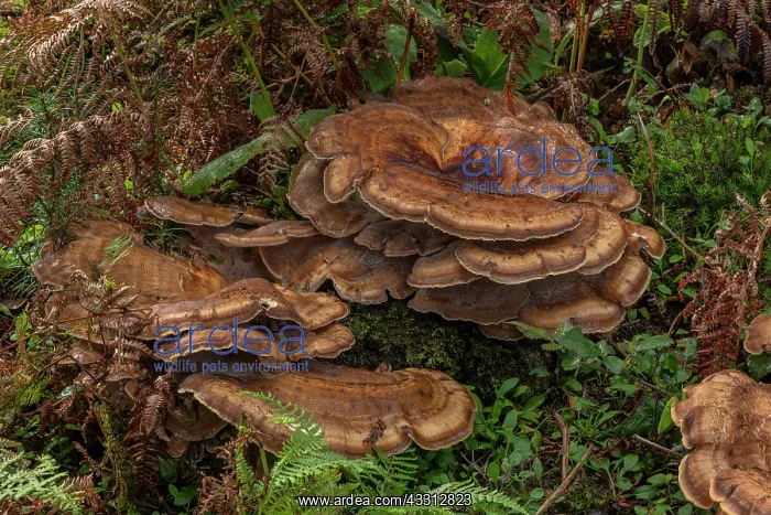 : Giant polypore, Meripilus giganteus growing in l : Giant polypore, Meripilus giganteus growing in l