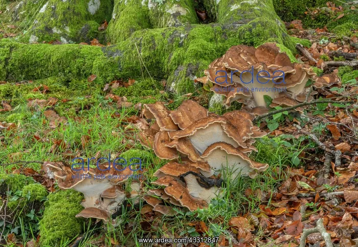 : Giant polypore, Meripilus giganteus growing in l : Giant polypore, Meripilus giganteus growing in l