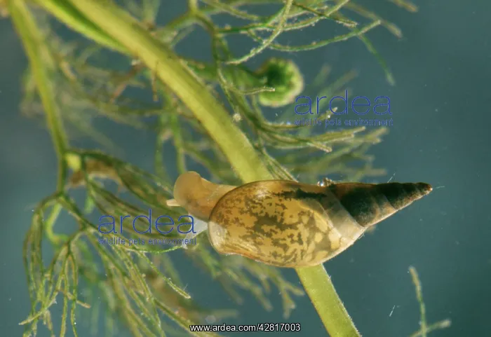 : Giant Pond Snail / Giant Water Snail - Immature : Giant Pond Snail / Giant Water Snail - Immature