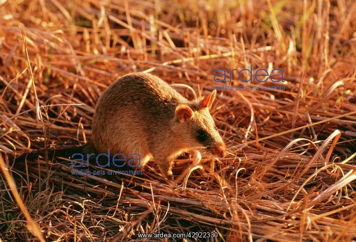 : Giant Pouched Rat : Giant Pouched Rat