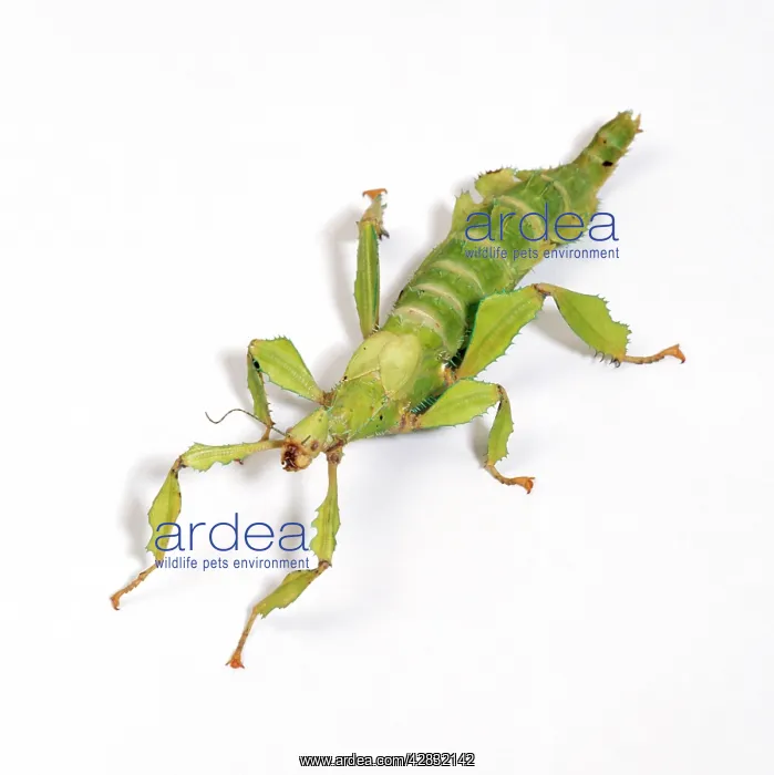 : Giant Prickly Stick Insect : Giant Prickly Stick Insect