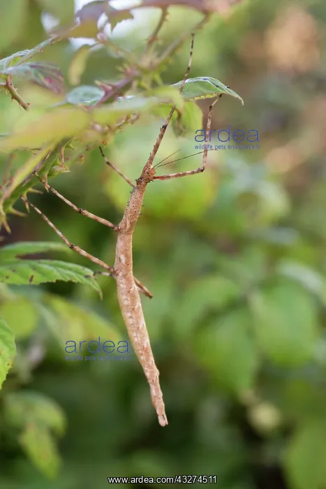 : Giant Prickly Stick Insect / Spiny Leaf / Macleay's : Giant Prickly Stick Insect / Spiny Leaf / Macleay's