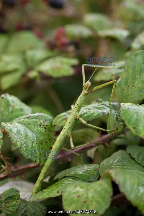 : Giant Prickly Stick Insect / Spiny Leaf / Macleay's : Giant Prickly Stick Insect / Spiny Leaf / Macleay's