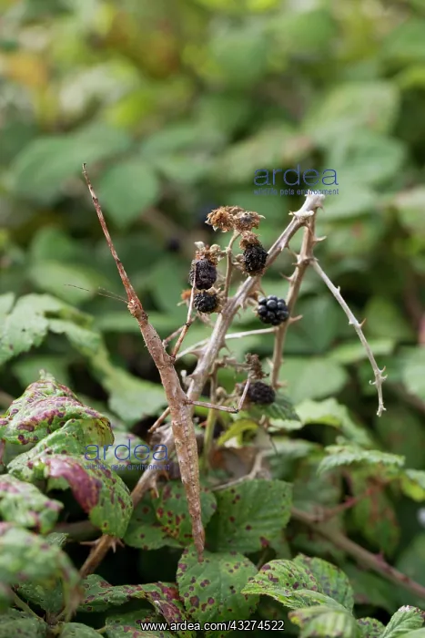 : Giant Prickly Stick Insect / Spiny Leaf / Macleay's : Giant Prickly Stick Insect / Spiny Leaf / Macleay's